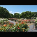 砧公園