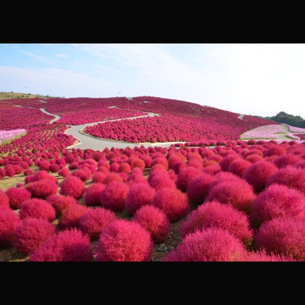 国営ひたち海浜公園