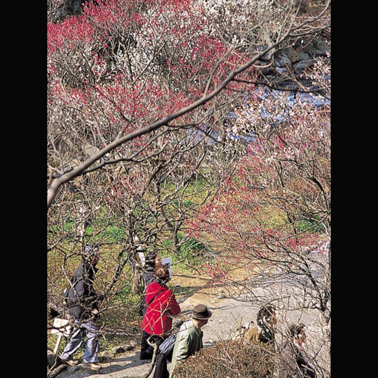 Atami Plum Garden 熱海 動物園 植物園 水族館 Live Japan 日本旅遊 文化體驗導覽