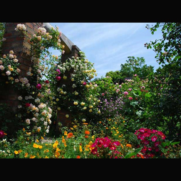 ACAO Herb & Rose Garden