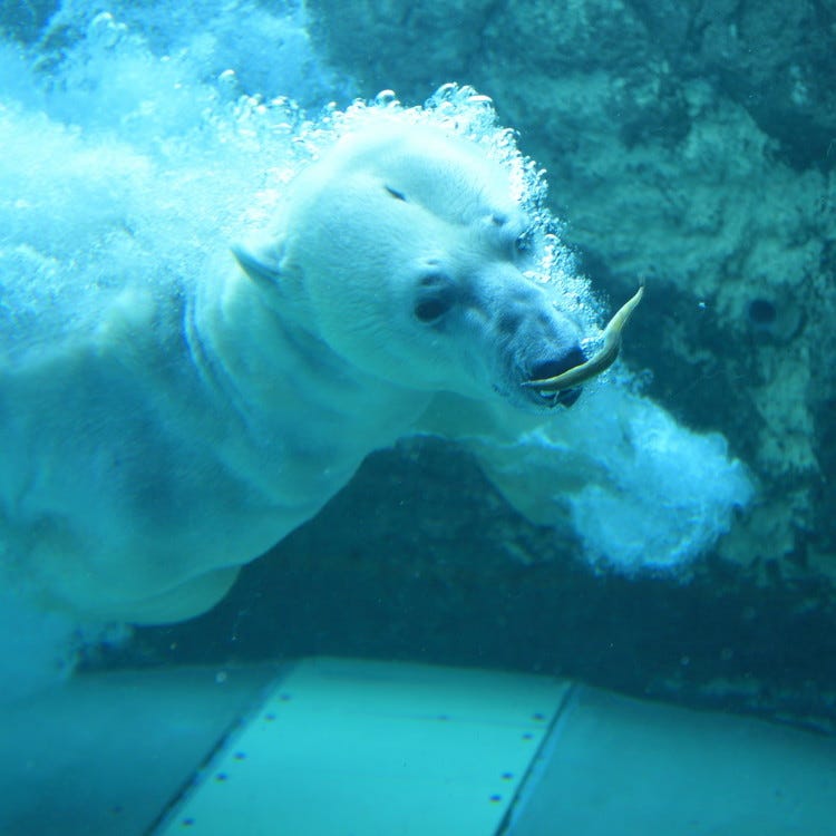 旭川市旭山動物園 旭川 動植物園 水族館 Live Japan 日本の旅行 観光 体験ガイド
