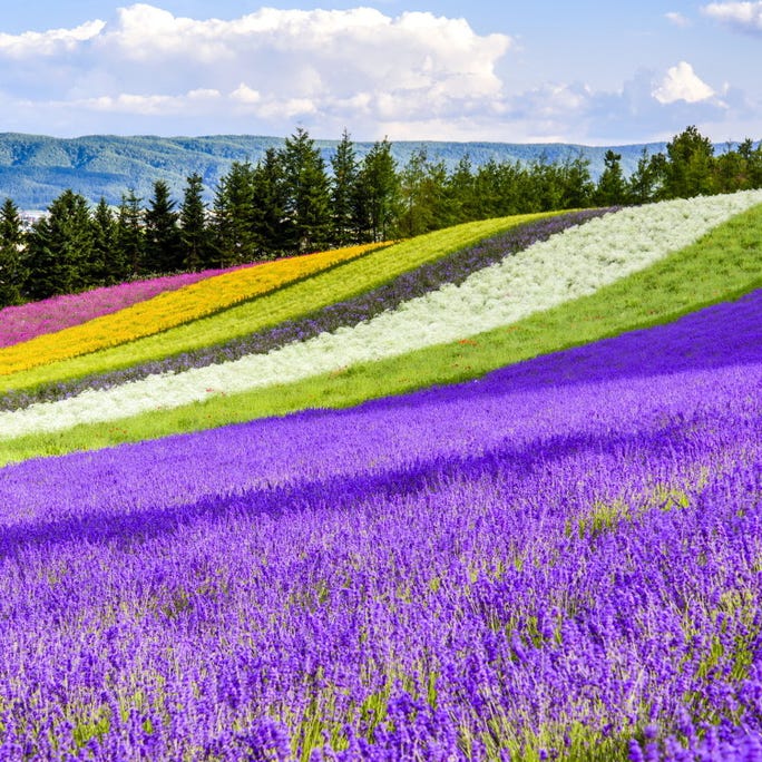 北海道 富良野のラベンダー時期は 人気の ファーム富田 花畑を徹底紹介 Live Japan 日本の旅行 観光 体験ガイド