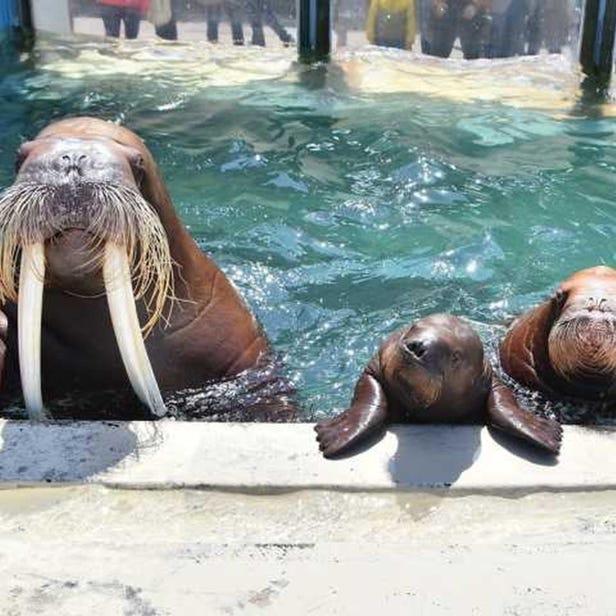 小樽水族馆