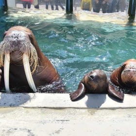 おたる水族館