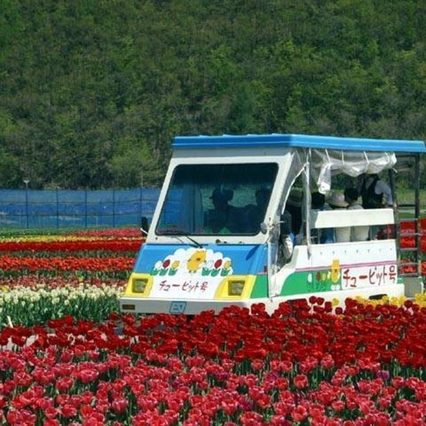 Kamiyubetsu Tulip Park