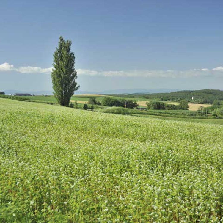 Ken Merry Tree Furano Biei Sounkyo Landscapes Live Japan Japanese Travel Sightseeing And Experience Guide