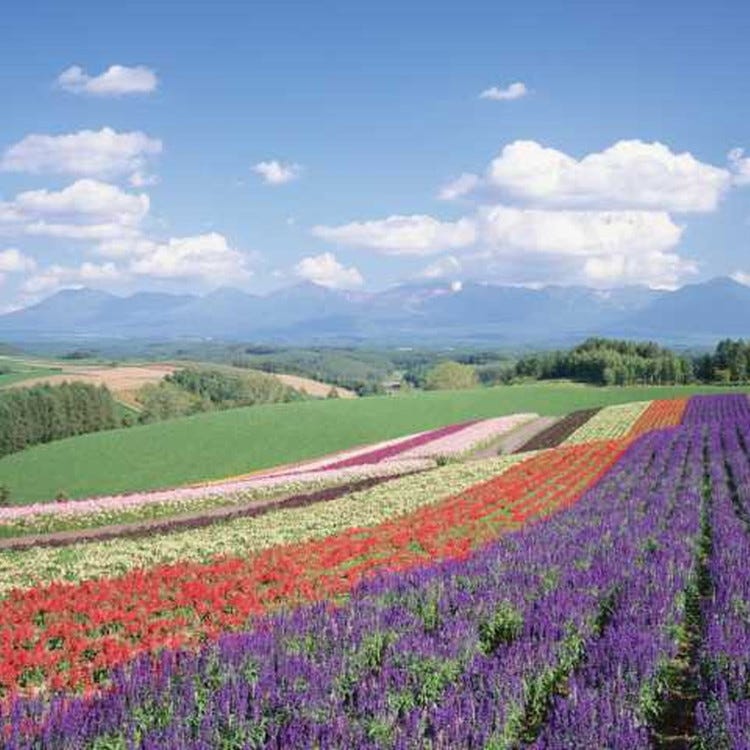 パノラマロード 富良野 美瑛 層雲峡 景観 Live Japan 日本の旅行 観光 体験ガイド