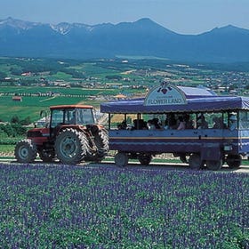 Flower Land 上富良野