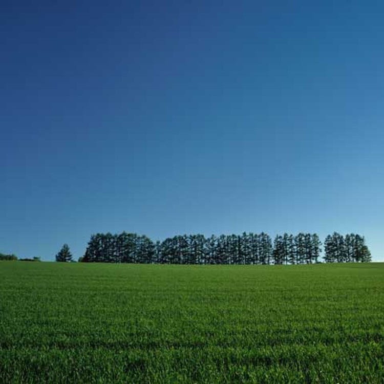 マイルドセブンの丘 (富良野・美瑛・層雲峡|景観) - LIVE JAPAN (日本