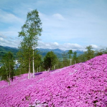 Shiba-Zakura Takinoue Park