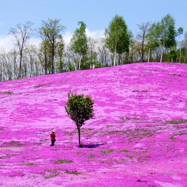 芝櫻瀧上公園