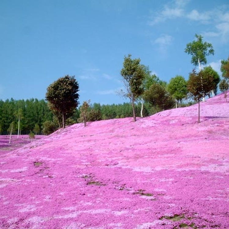 Shiba Zakura Takinoue Park Asahikawa Parks Live Japan Japanese Travel Sightseeing And Experience Guide