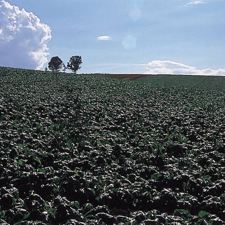 北海道美瑛町の風景 A4写真プリント ガラス入り額装 ～親子の木～ 北海道美瑛町の風景 A4写真プリント ガラス入り額装 ～親子の木～