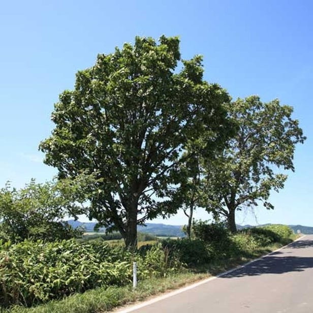 오야코노키 나무