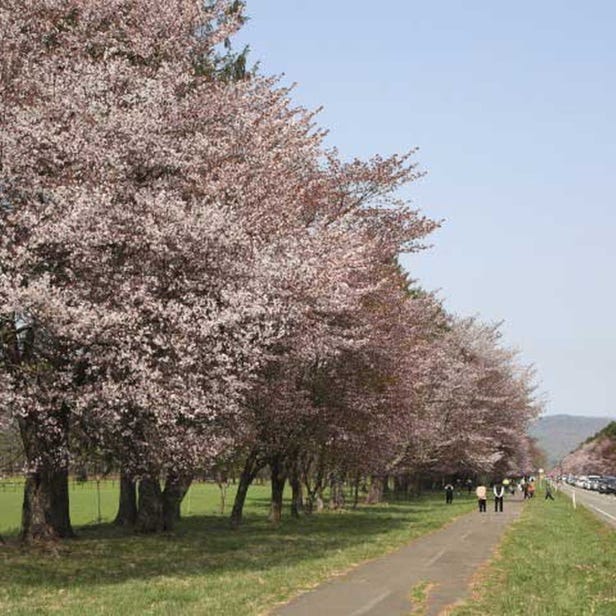 静内二十間道路桜並木