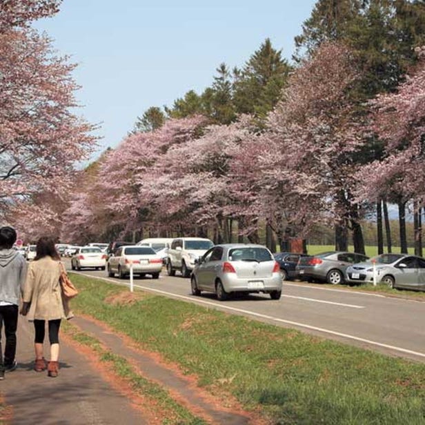 시즈나이 니줏켄도로 벚나무 가로수