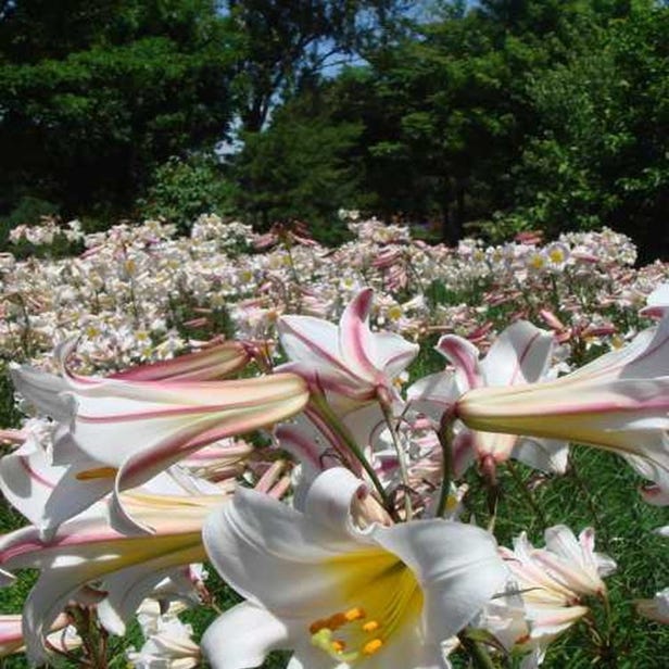百合原公園