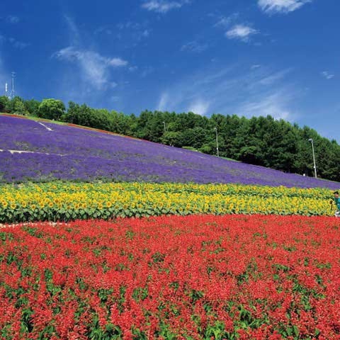 Furano Biei Sounkyo Live Japan Jepun Travel Dan Pelancongan Dan Panduan Pengalaman