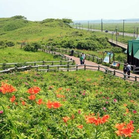 Abashiri Quasi-National Park Koshimizu Genseikaen Wildflower Field