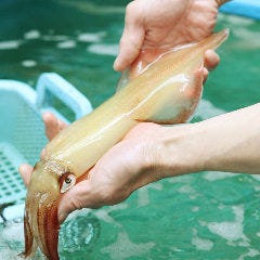 東京イカセンターに潜入 コリッコリの活イカが絶品すぎた Live Japan 日本の旅行 観光 体験ガイド
