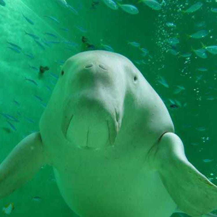 鳥羽水族館 伊勢 鳥羽 志摩 動植物園 水族館 Live Japan 日本の旅行 観光 体験ガイド