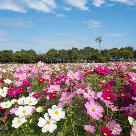 名花之里