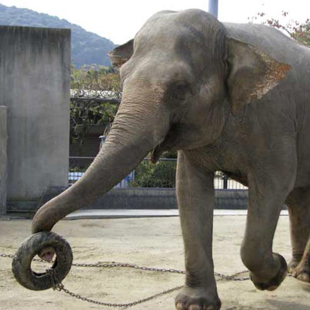 京都市立動物園