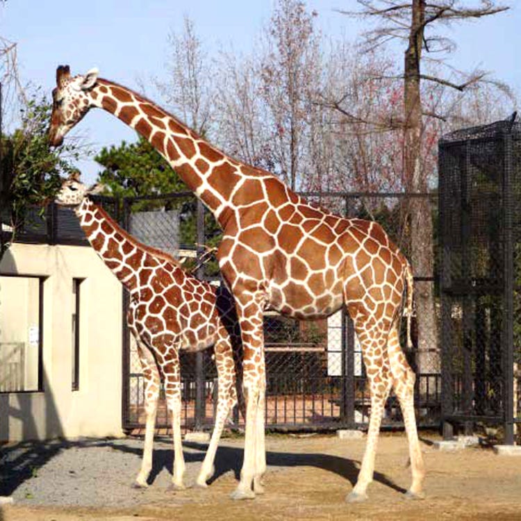 京都 動物園