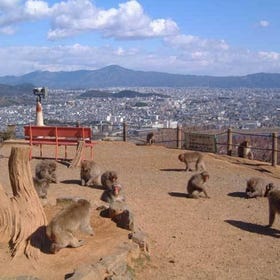 嵐山モンキーパークいわたやま