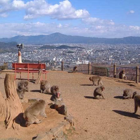 岚山岩田山猴子公园