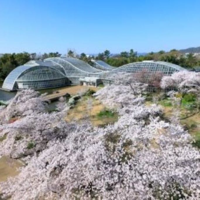 21京都赏樱景点10选 开花时间预测 岚山 哲学之道 仁和寺 Live Japan 日本的旅行 旅游 体验向导