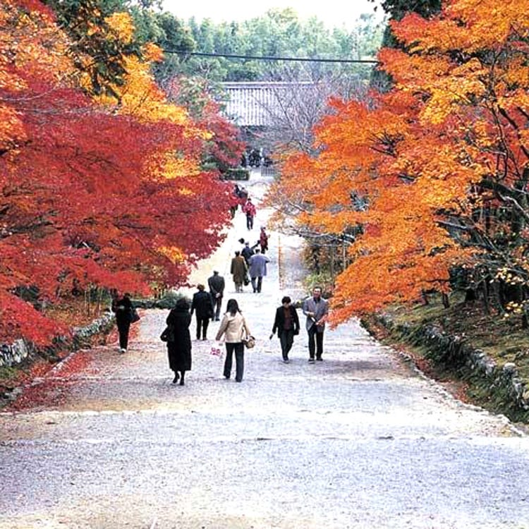 二尊院 岚山 太秦 寺院 Live Japan 日本的旅行 旅游 体验向导