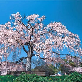 Maruyama Park