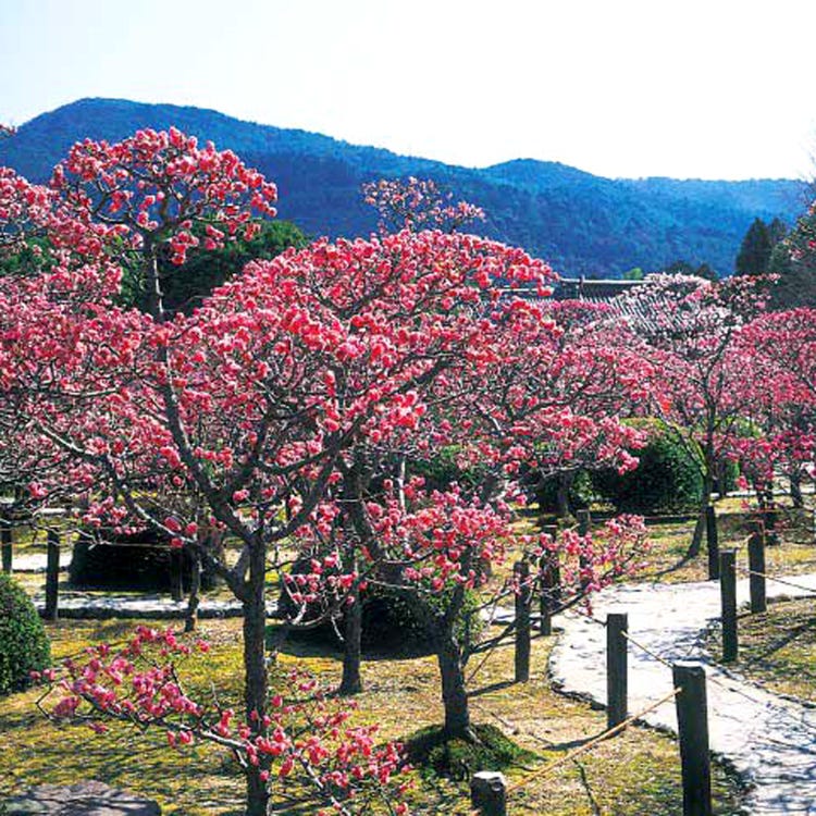 隨心院 伏見 宇治 寺院 Live Japan 日本旅遊 文化體驗導覽