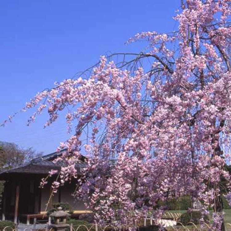 城南宮 伏見 宇治 神社 Live Japan 日本の旅行 観光 体験ガイド 城南宮 伏見 宇治 神社 Live Japan 日本の旅行 観光 体験ガイド
