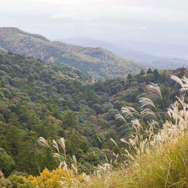 若草山