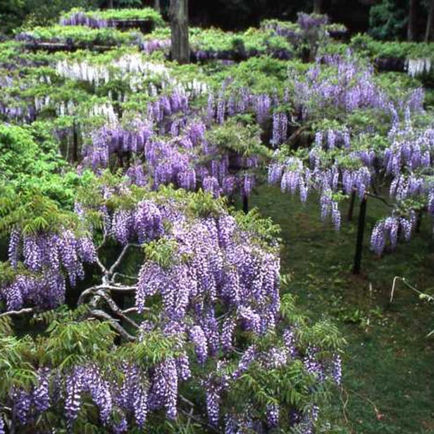 春日大社神苑　萬葉植物園