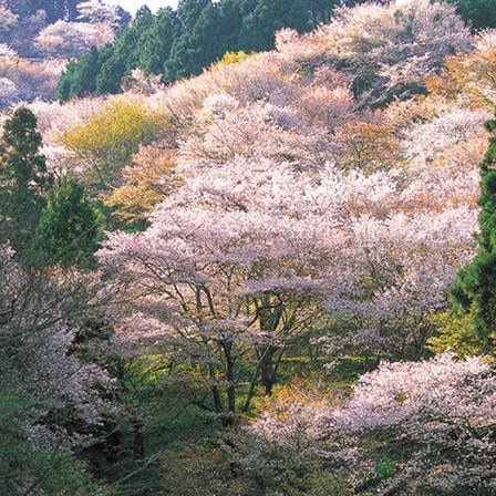 吉野山