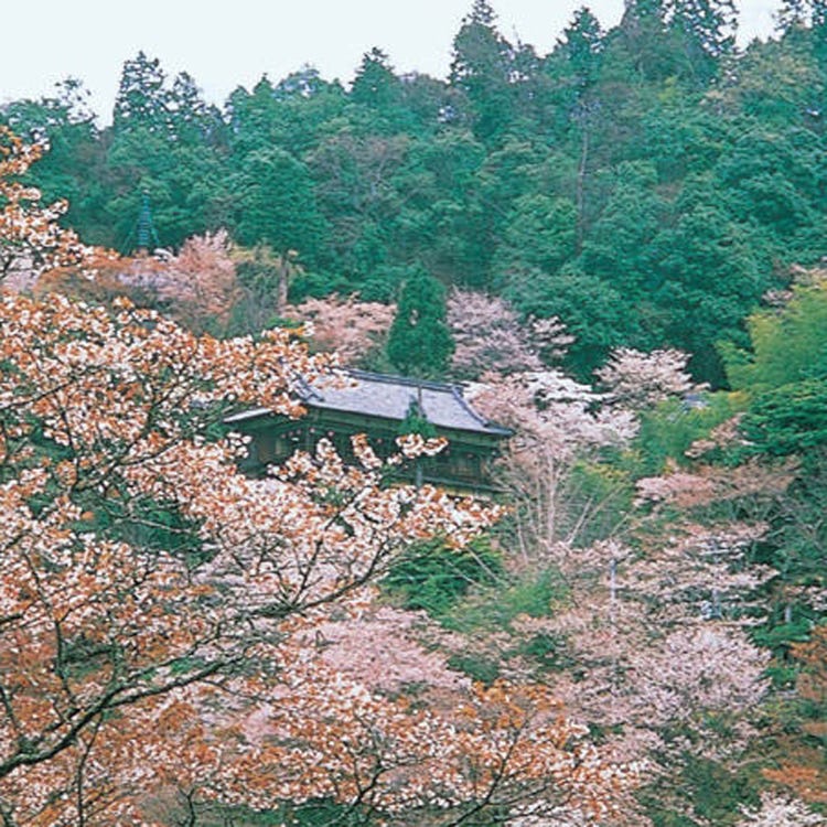 Mount Yoshino Nara Suburbs Forests Mountains Live Japan Japanese Travel Sightseeing And Experience Guide
