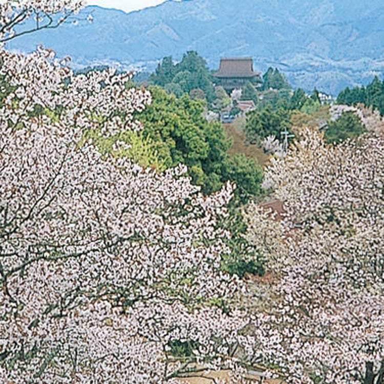 吉野山 奈良近郊 森林 山峰 Live Japan 日本的旅行 旅游 体验向导