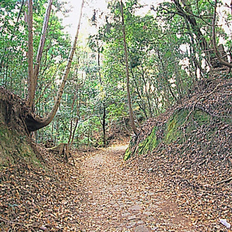 春日山原始林 奈良 生驹 天理 森林 山峰 Live Japan 日本的旅行 旅游 体验向导