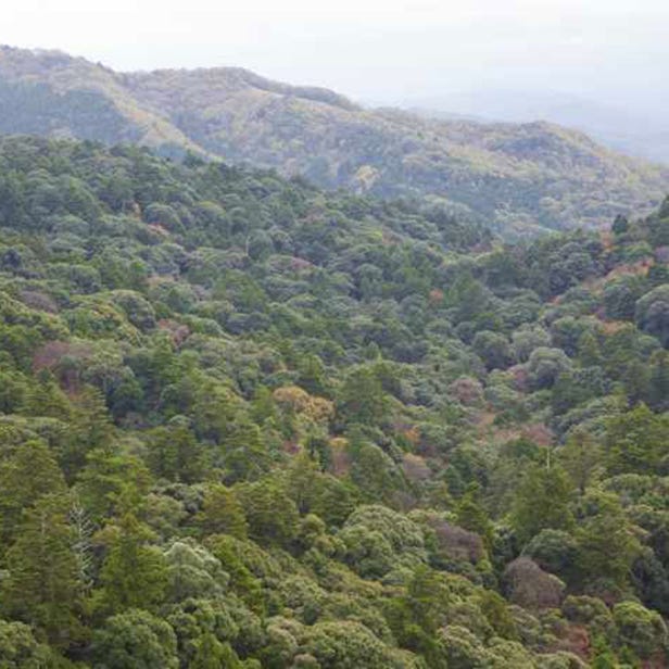 Mt. Kasuga Primeval Forest