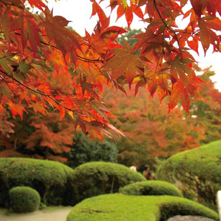 詩仙堂（丈山寺） (銀閣寺・南禅寺|その他 史跡) - LIVE JAPAN