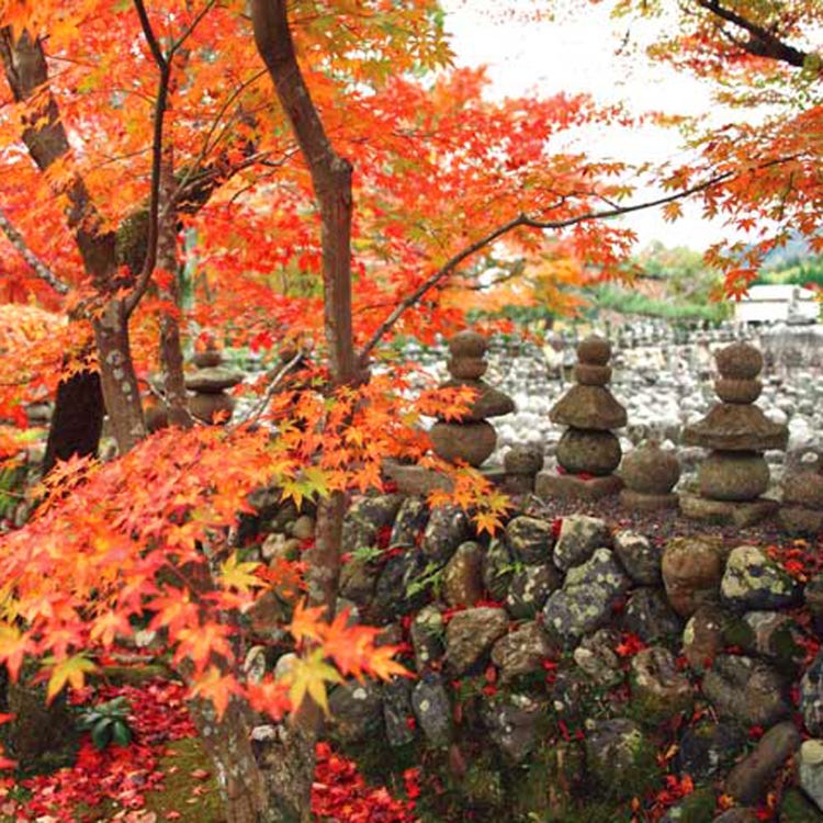 Adashino Nenbutsu Ji Temple Arashiyama Uzumasa Temples Live Japan Japanese Travel Sightseeing And Experience Guide Adashino Nenbutsu Ji Temple Arashiyama Uzumasa Temples Live Japan Japanese Travel Sightseeing And Experience Guide