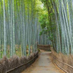 Arashiyama Bamboo Forest