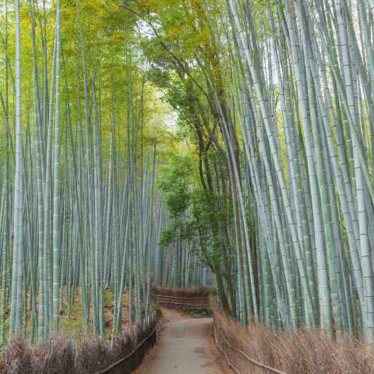 竹林之道 嵐山 太秦 其他自然景點 Live Japan 日本旅遊 文化體驗導覽