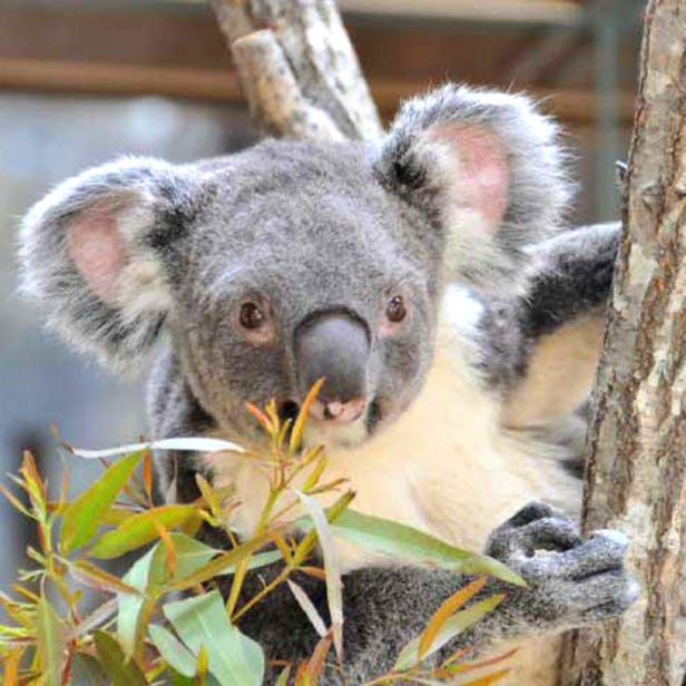 神戸市立王子動物園