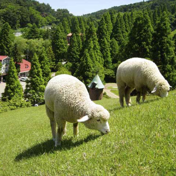 神戶市立六甲山牧場 神戶 三宮 北野 自然體驗 Live Japan 日本旅遊 文化體驗導覽