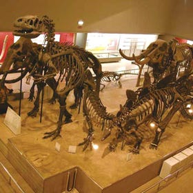 大阪市立自然史博物馆