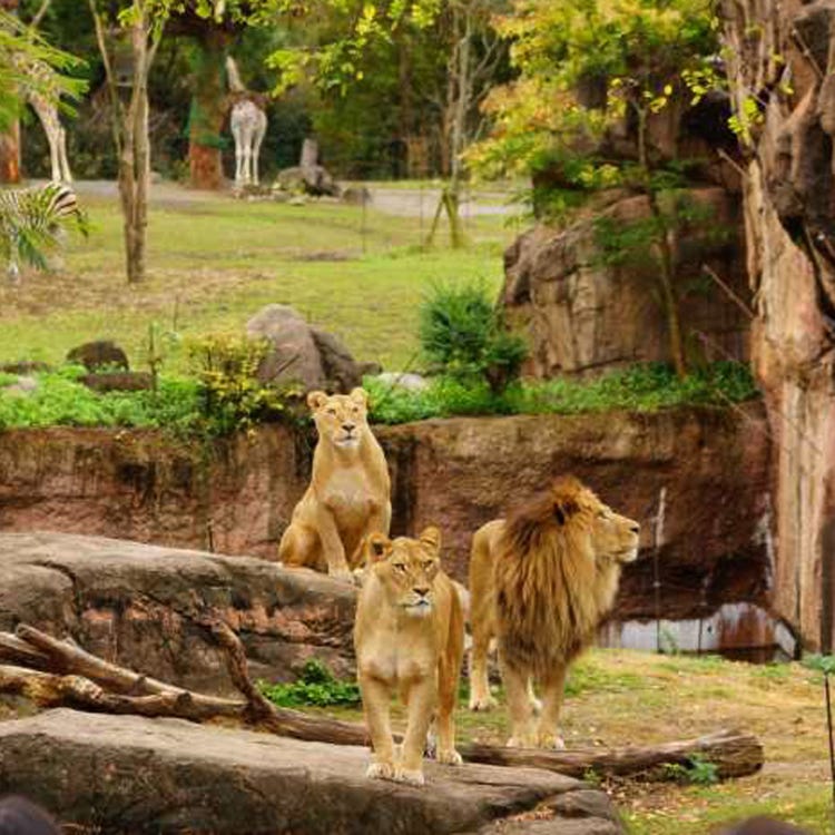 Osaka Tennoji Zoo (Shinsekai, Tennouji, Tsuruhashi|Zoos, Aquariums